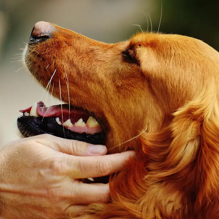 Paravet care advanced surgical support