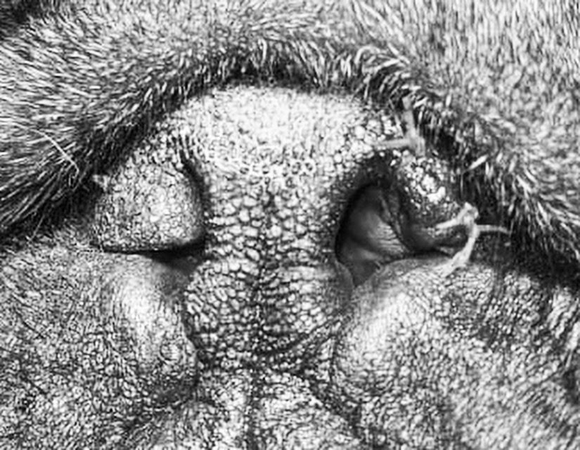 BOAS brachycephalic obstructive airway syndrome nare resection black white