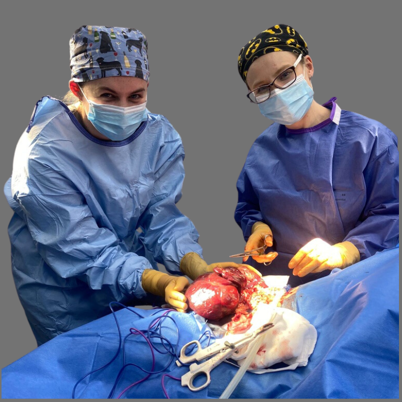 teaching, support soft tissue surgery
