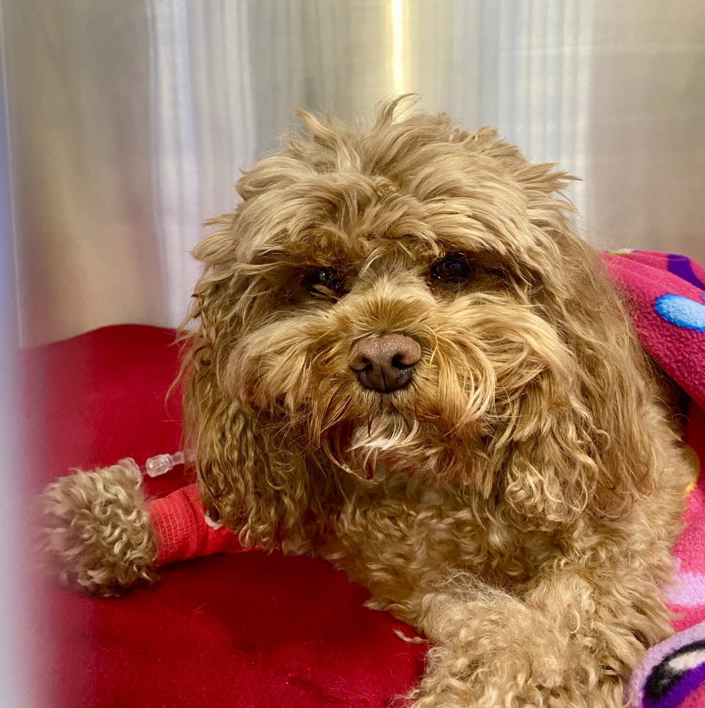 Paravet Care interseting cases