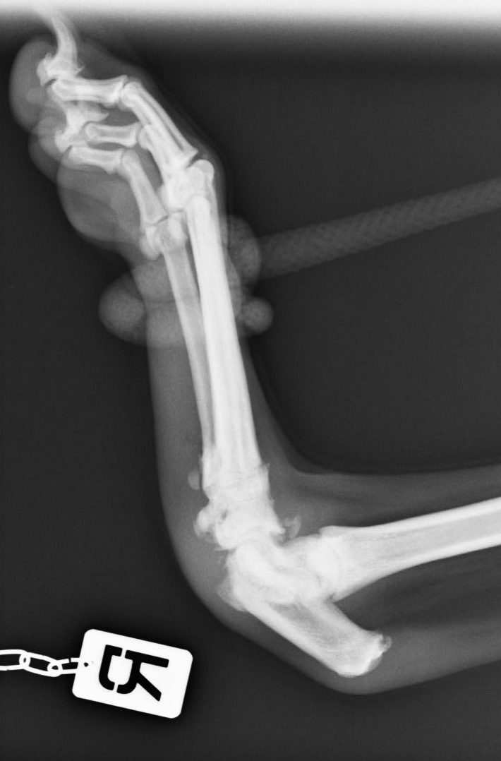 Paravet Care Orthopaedic Surgery Arthrodesis Orthopaedic Surgery