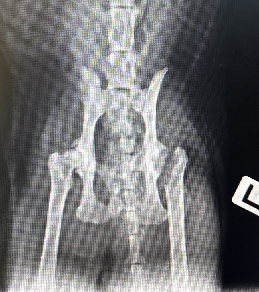 Orthopaedic Surgery Hip Disorders Orthopedic Surgery Hip Disorders
