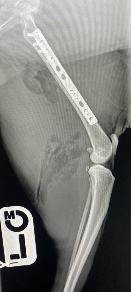 Paravet Care Fracture repair Fracture repair