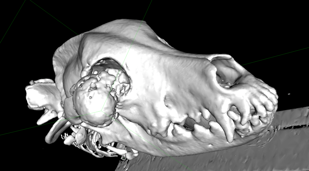 maxillofacial mass