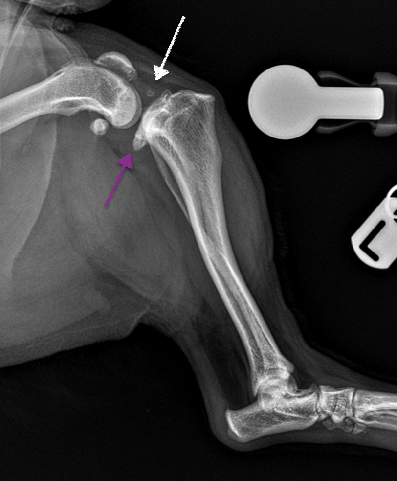 Knee surgery Paravet Care