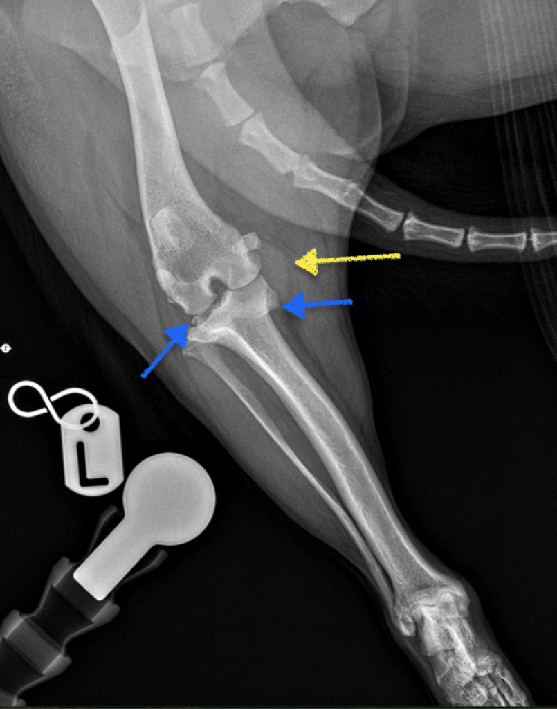 Paravet Care Surgery Knee surgery BIg Man Paravet Care