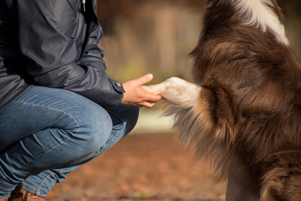 dog, pet, owner, human, nature, friendship, australian shepherd, animal, domestic dog, canine, mammal
